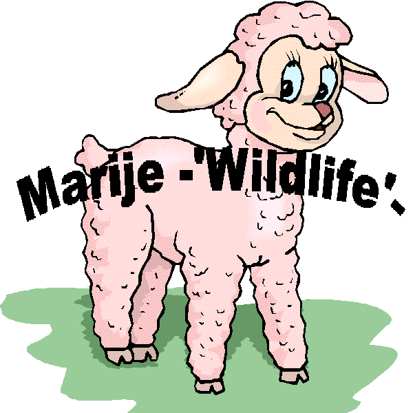 marije